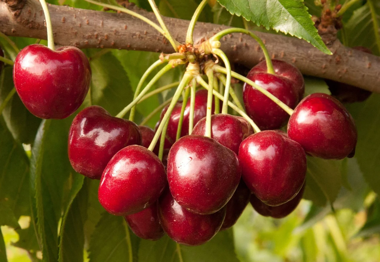 cherries cherries
