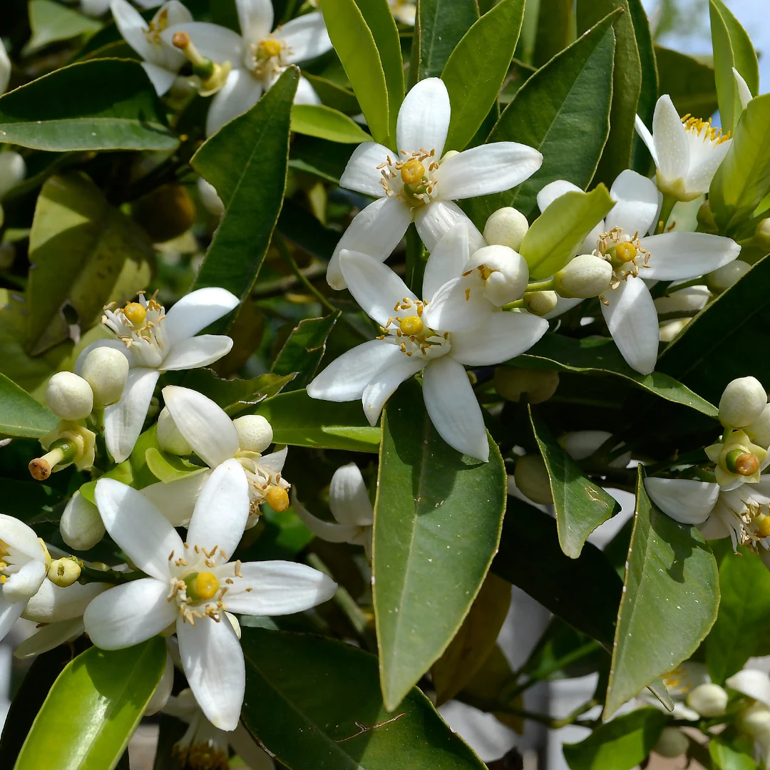 orange blossom