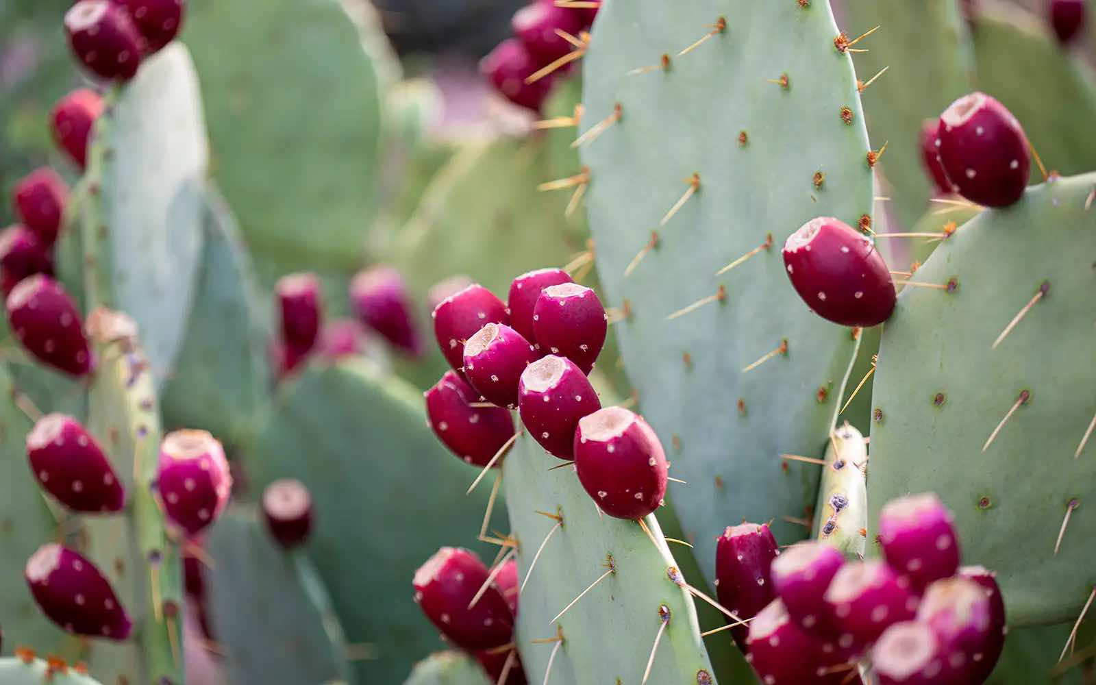 prickly pear